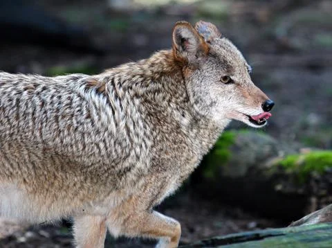 Coyote Stock Photos
