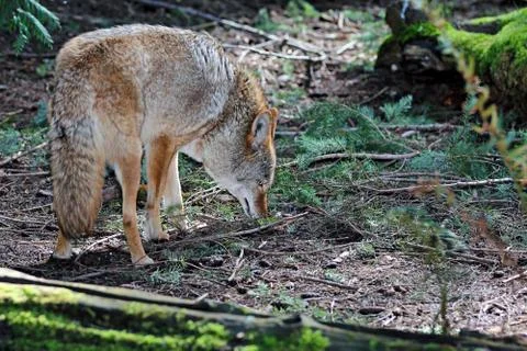 Coyote Stock Photos