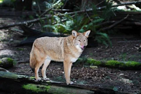 Coyote Stock Photos
