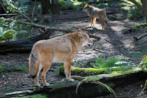 Coyote 写真素材