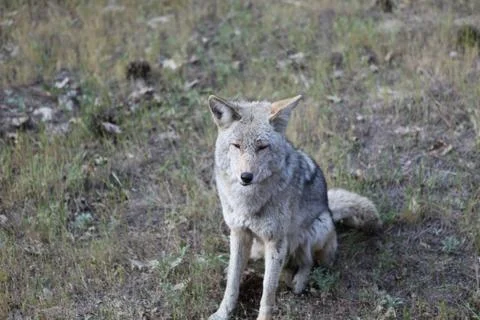 Coyote Stock Photos
