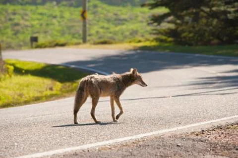 Coyote Stock Photos