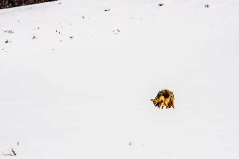 Coyote Stock Photos