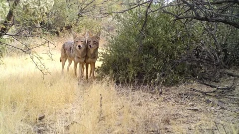 Coyote Play Behavior, Mated Pair Stock-Footage 237297875