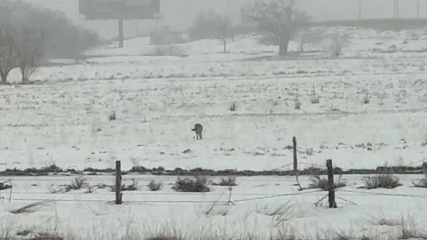 Coyote playing with mouse in a field Stock Footage 235348321