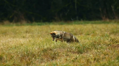 Coyote Pouncing after small rodents as it hunts, and Eating Stock-Footage 201900747
