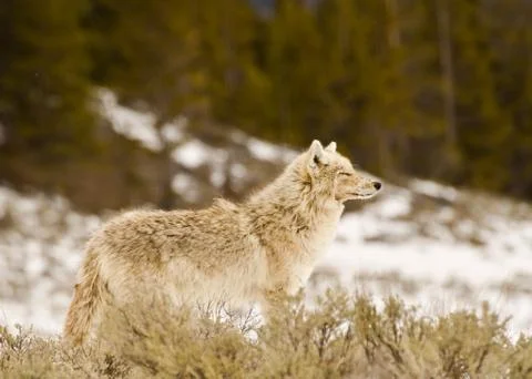 Coyote pride Stock Photos