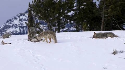 Coyote pulls on a carcass bone as two pack mates feed at yellowstone Video stock 140635942