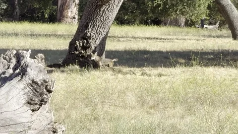 Coyote pup does ground scratching after defecating Stock Footage 315463121