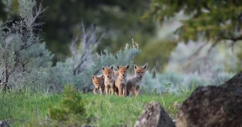 Coyote pups play and go into den in green mountain meadow, Yellowstone Stock-Footage 334643186