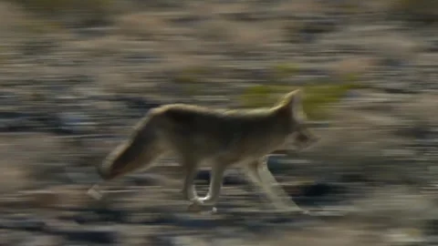 Coyote Pursues Prey Through Desert in Death Valley Stock Footage 307584536