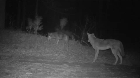 Coyote raids nest Stock-Footage 60040087