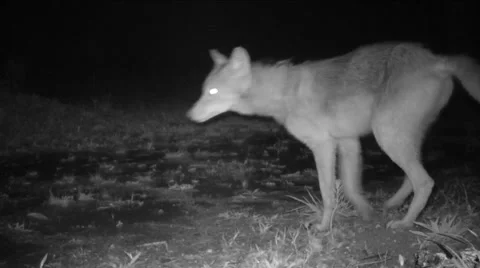 Coyote in Rain Stock Footage 62208754
