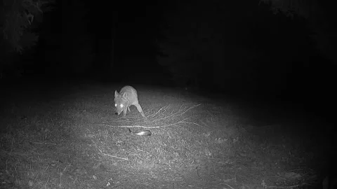 Coyote Reacts to Trail Camera Light While Investigating Dead Fish Stock Footage 346965815