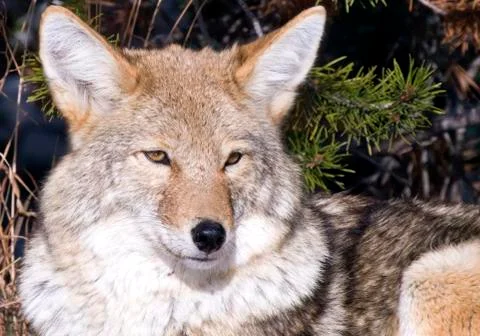 Coyote resting after hunting for a mouse Stock Photos