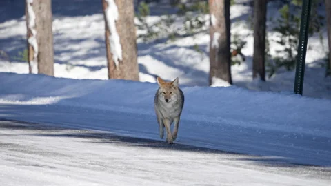 Coyote running a down road in slow motion Stock Footage 222894680
