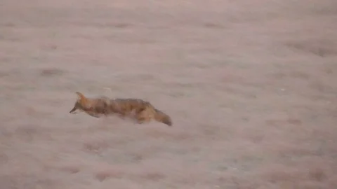 Coyote running in the field Stock Footage 98588860