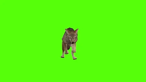 Coyote Running Green Screen Animation 4K Rendering 스톡 동영상 295214792