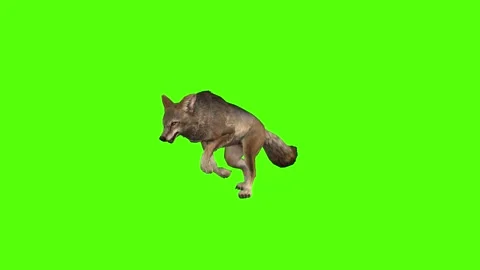 Coyote Running Green Screen Animation 4K Rendering Vidéo 295214799