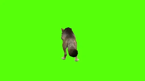 Coyote Running Green Screen Animation 4K Rendering Vidéo 295556182