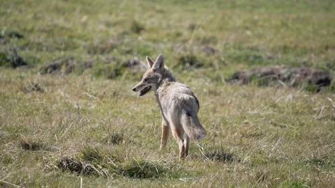 Coyote running in slow motion as it looks behind Stock Footage 287781382