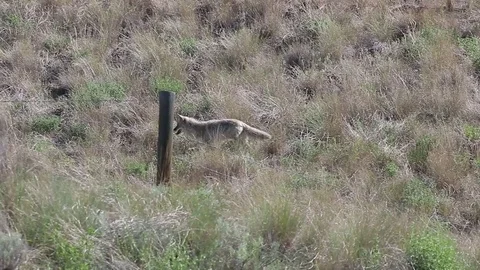 Coyote running through grass landscape Stock Footage 79321042
