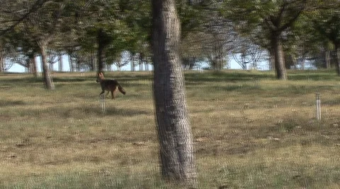 Coyote Runs Stock Footage 934314