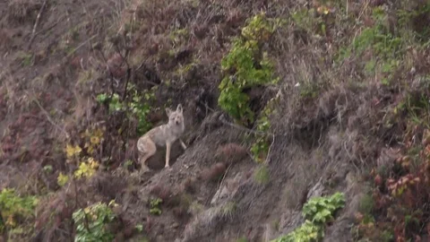 A coyote runs up a mountainside. Stock Footage 75699735