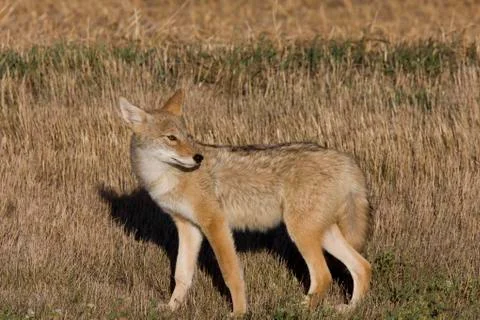 Coyote Saskatchewan Stock Photos