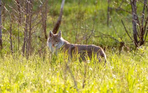 Coyote in Saskatchewan Stock Photos