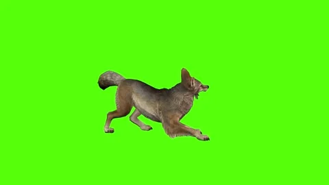 Coyote Shaking Body Green Screen Animation 4K Rendering Stock Footage 295214829