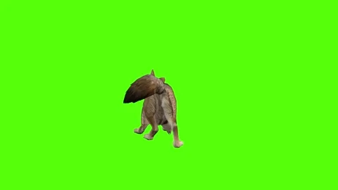 Coyote Shaking Body Green Screen Animation 4K Rendering Stock-Footage 295214830
