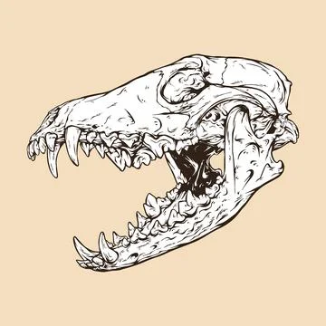 Coyote skull head vector illustration Stock Illustration