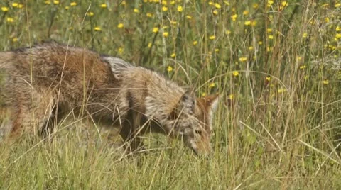 Coyote Smelling Stock Footage 8914737