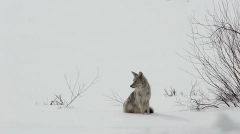 Coyote in the Snow Stock Footage