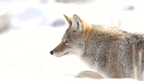 Coyote in snow Stock Footage 300789545