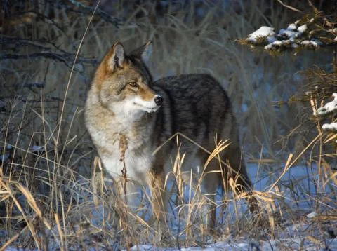 Coyote in the Snow 스톡 사진
