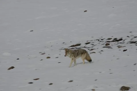 Coyote in snow Stock Photos