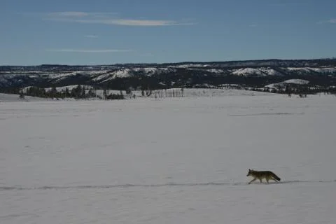 Coyote in snow Stock Photos