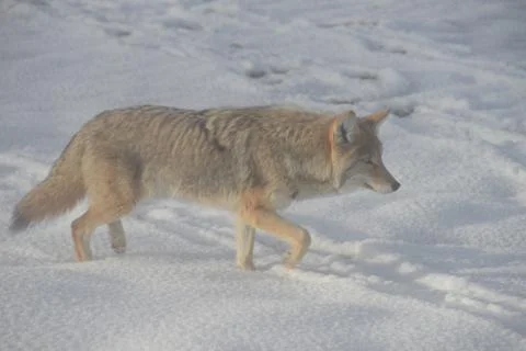 Coyote in snow Stock Photos