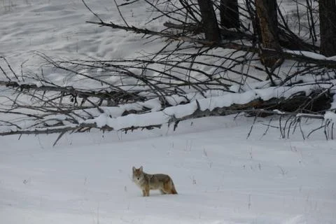 Coyote in snow Stock Photos