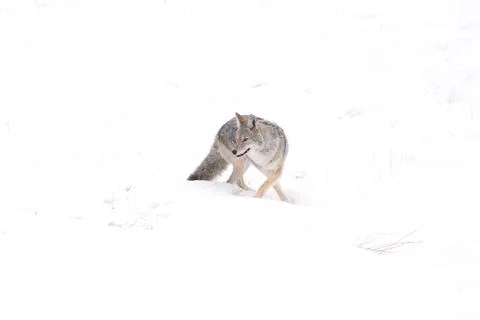 Coyote in Snow Fotos de archivo