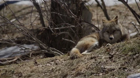 Coyote in snowy forest grass Video stock 106593086