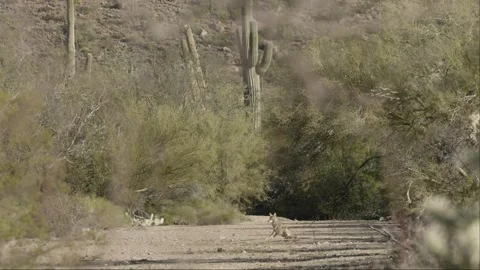 Coyote in the Sonora Desert Stock Footage 266274316