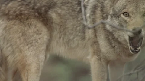Coyote in the Sonora Desert Stock Footage 266274360