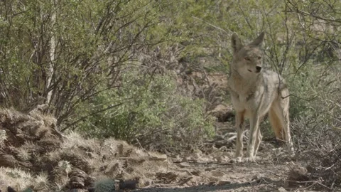Coyote in the Sonoran Desert Stock Footage 266273967