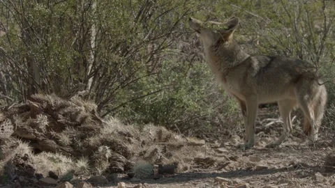Coyote in the Sonoran Desert Stock Footage 266273969