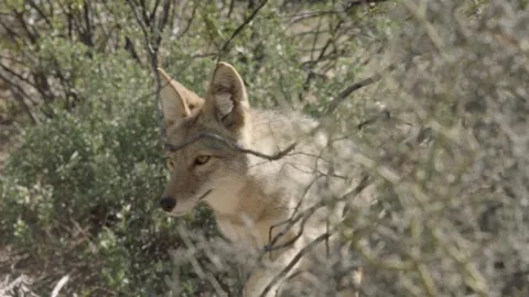 Coyote in the Sonoran Desert Stock Footage 266273993