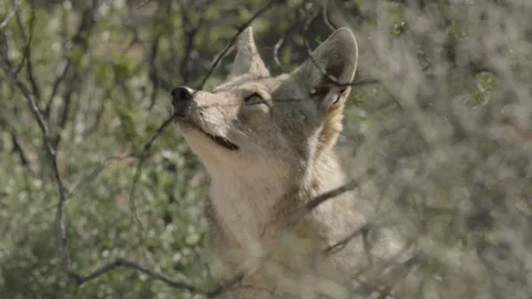 Coyote in the Sonoran Desert Stock Footage 266274000