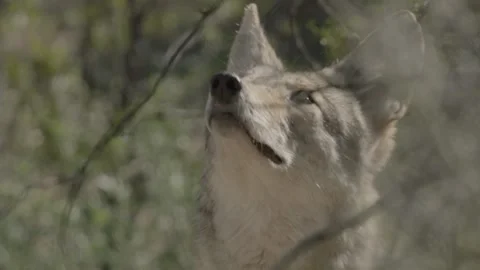 Coyote in the Sonoran Desert Stock Footage 266274003